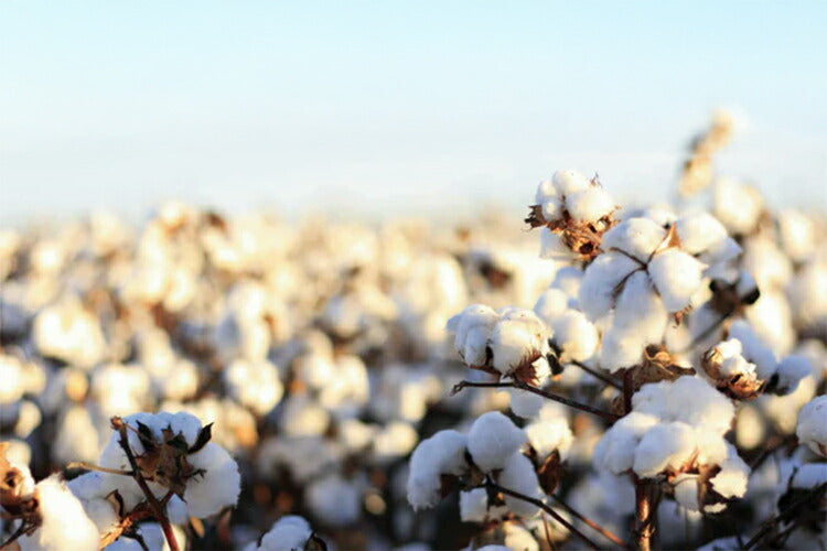 cohana コハナ 鯖江のニードルマインダー いろどり市松 あめいろ市松 針置き 針休め マグネット 幾何学模様 市松模様 小さい ミニ ピンクッション 針山 日本製 プレゼント ギフト 手芸用品 裁縫道具 かわいい おしゃれ